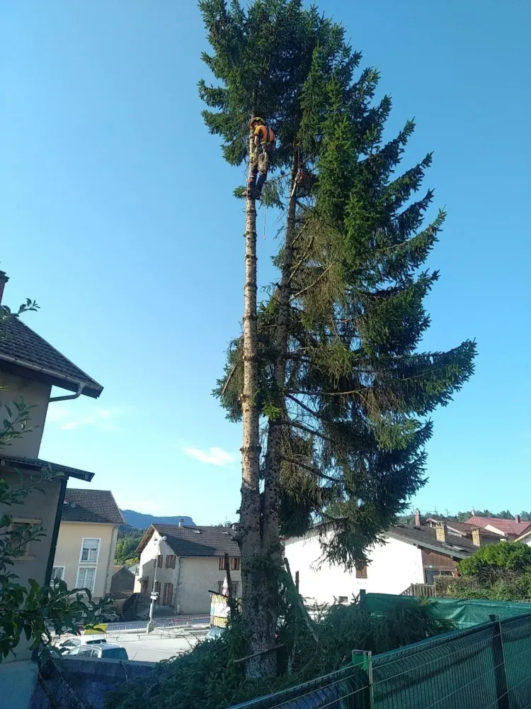 élagage arbre