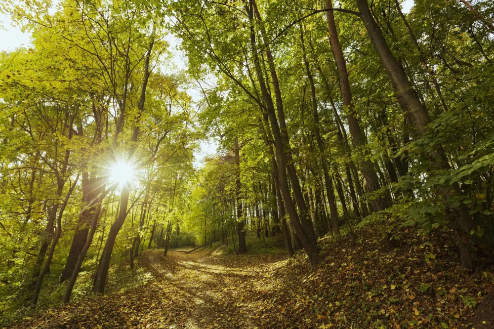 foret arbres