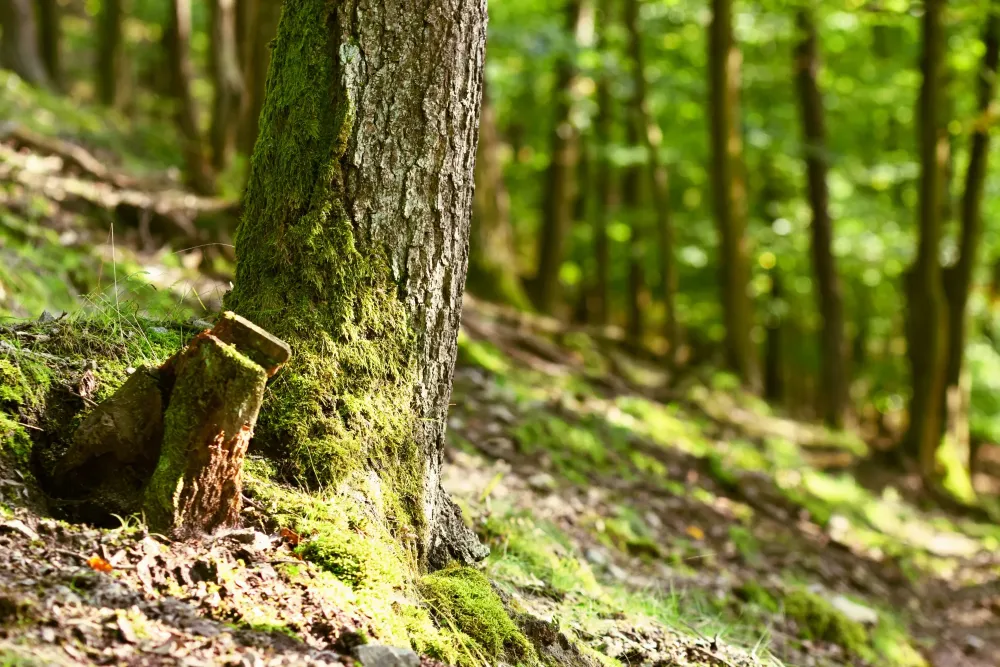 foret sous bois