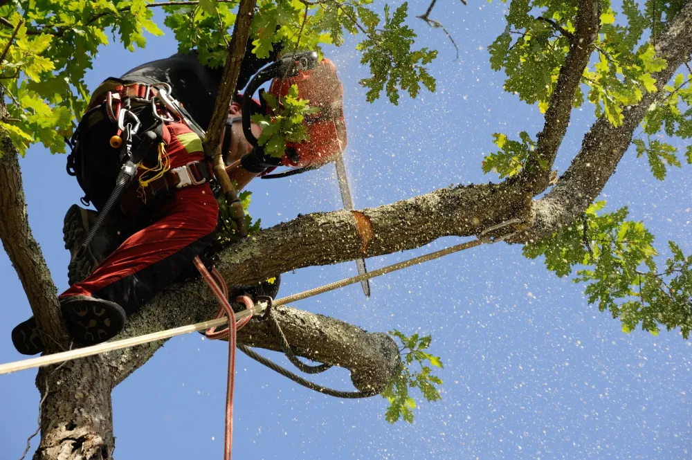 élagage arbre