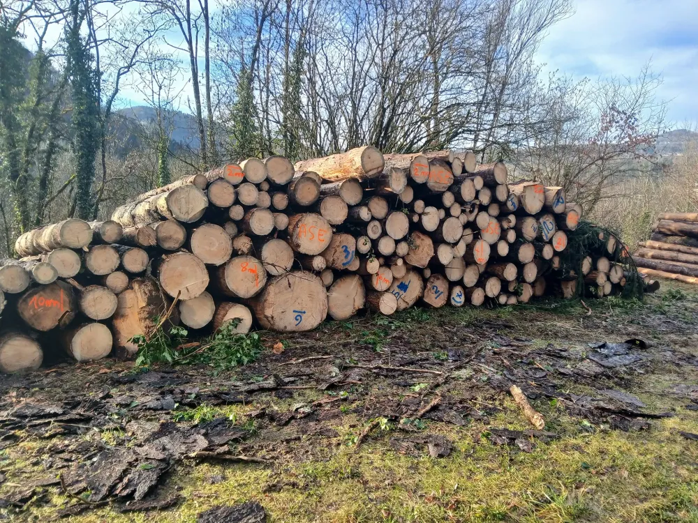 travaux-forestier-1